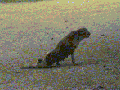 Stray dog