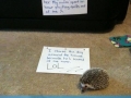Dog shaming