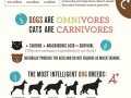 Cat VS. Dogs