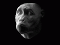 Evolution of ape to man