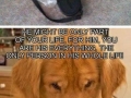 Dogs & their shenanigans