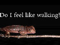 Do I feel like walking?