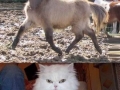 Funny half shaved animals