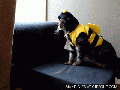 Transformer Cat