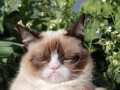 Grumpy cat