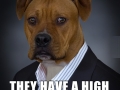 Business Dog