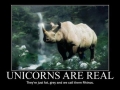 Unicorns are real