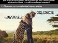 Facts about tigers