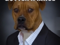 Business Dog