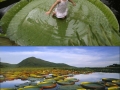 Victoria Amazonica