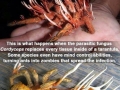 Tarantula