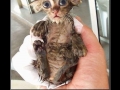Dobby?!