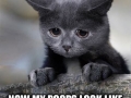 Confession Cat