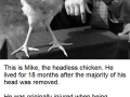 The headless chicken