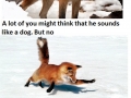 What does the fox say?