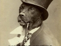 Old Money Dog