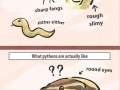 What pythons are like