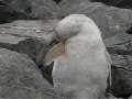 Albino animals
