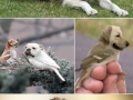 Dog and birds