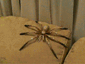 Where can I get one?