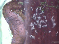 A seahorse giving birth
