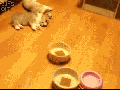 Dinner time!
