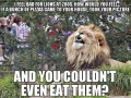 I feel bad for lions at zoos