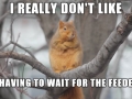 Disapproving Squirrel