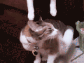 Spidercat kisses