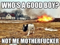 Who's a good boy?