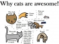 Cats are awesome!