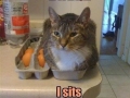 Cat Logic