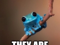 Tiny Fact Frog