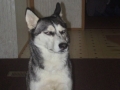 Dog is mean