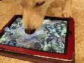 Dog trolling app