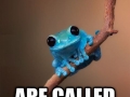Tiny Fact Frog