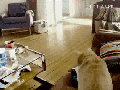 When pet owners are away