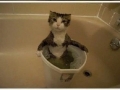 This cat loves water!