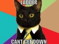 Call right meow