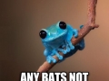 Small Fact Frog