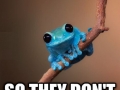 Small Fact Frog