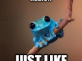 Small Fact Frog
