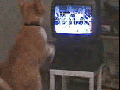 Boxing kitty