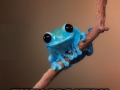 Small Fact Frog