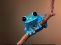 Small Fact Frog