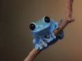 Small Fact Frog
