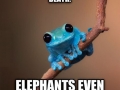Small Fact Frog