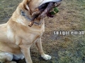 Overachieving dog