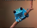 Small Fact Frog