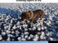 Winter phenomenon